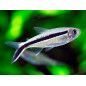PEZ TETRA PINGUINO 3-4CM APROX