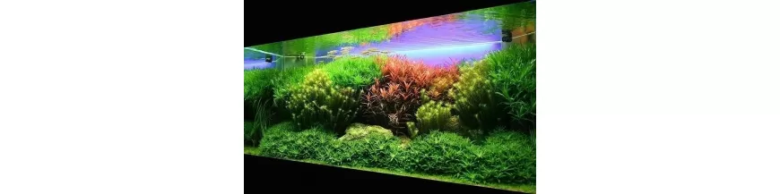 Plantas Naturales para Acuarios en Colombia | Compra Online y Entrega Rápida