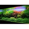 Plantas Naturales para Acuarios
