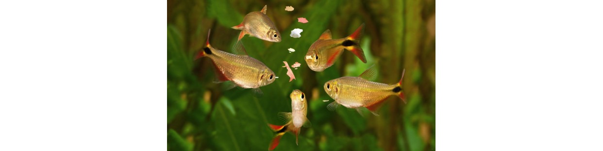 Alimentos para peces en Medellín y Colombia | Aquavida Colombia