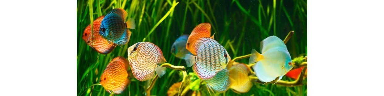 Peces para Acuarios en Colombia | Peces Tropicales, Betta y Marinos - Envíos Rápidos