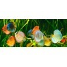 Peces