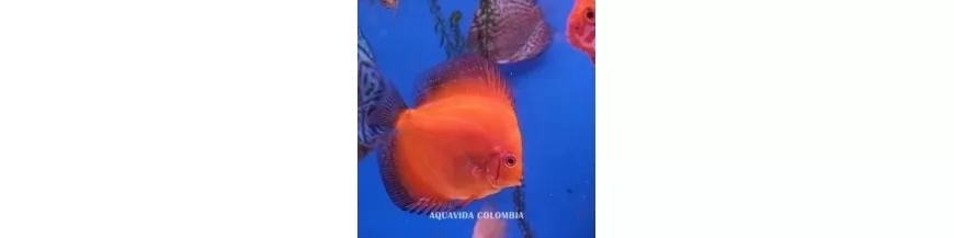 Peces Disco