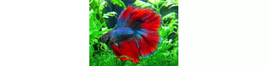 Peces Bettas para Acuarios en Colombia - Betta de Colores Vibrantes