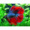 Bettas